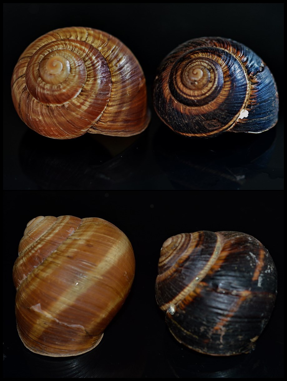 Helix straminea m.te Cucco (PG)